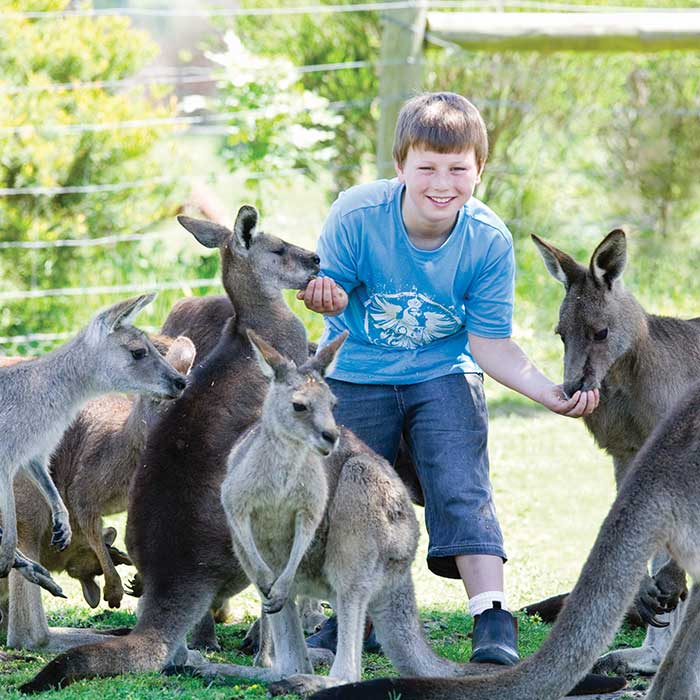 maru koala and animal park grantville victoria maru koala and animal park grantville victoria