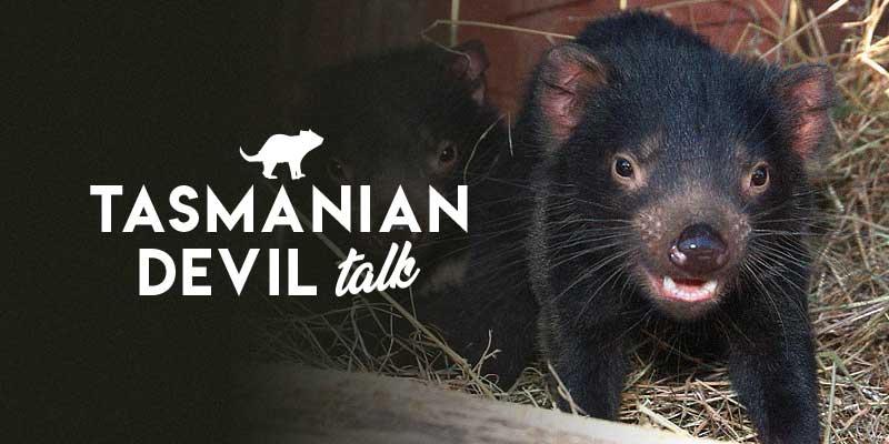 maru_tasmanian_devil_talk_presentation_show