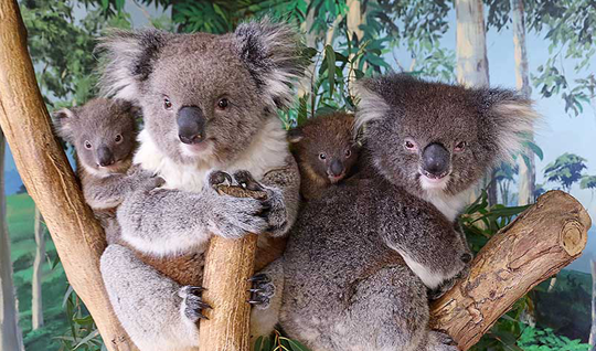 animalwelfareinteraction