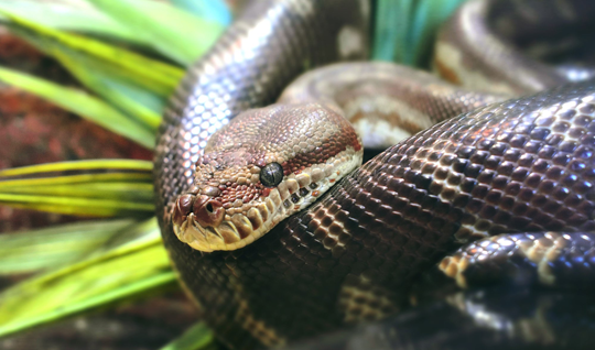 meetasnake